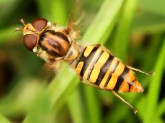 (Marmalade Hover Fly) female hovering (Marmalade Hover Fly) female hovering