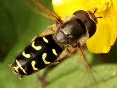 (Yellow-bowed Smoothwing) male hovering (Yellow-bowed Smoothwing) male hovering