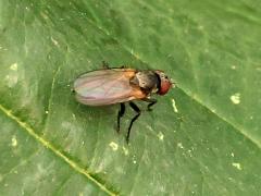 (Anthomyiidae Root-maggot Fly) dorsal (Anthomyiidae Root-maggot Fly) dorsal