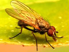 (Anthomyiidae Root-maggot Fly) lateral (Anthomyiidae Root-maggot Fly) lateral