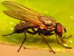 (Anthomyiidae Root-maggot Fly) profile (Anthomyiidae Root-maggot Fly) profile