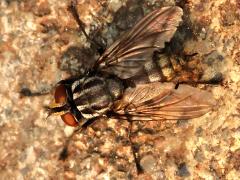 (Sarcophagidae Flesh Fly) female dorsal (Sarcophagidae Flesh Fly) female dorsal
