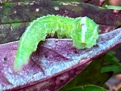 (White-bowed Smoothwing) maggot head (White-bowed Smoothwing) maggot head