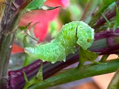 (White-bowed Smoothwing) maggot profile (White-bowed Smoothwing) maggot profile