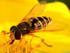 (Common Flower Fly) female lateral (Common Flower Fly) female lateral