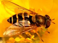 (Common Flower Fly) female profile (Common Flower Fly) female profile