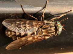 (Tabanini Horse Fly) dorsal (Tabanini Horse Fly) dorsal