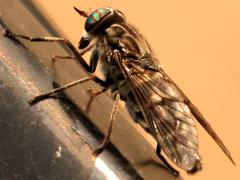 (Tabanini Horse Fly) profile (Tabanini Horse Fly) profile