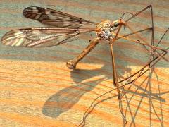 (Tipula Crane Fly) dead lateral (Tipula Crane Fly) dead lateral