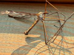 (Tipula Crane Fly) dead profile (Tipula Crane Fly) dead profile