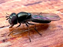 (Platycheirus Sedgesitter) lateral (Platycheirus Sedgesitter) lateral