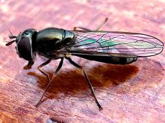 (Platycheirus Sedgesitter) profile (Platycheirus Sedgesitter) profile