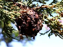 () (Cedar-Apple Rust) gall on Eastern Red Cedar
