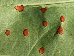 (Cherry Leaf Spot) underside on Black Cherry (Cherry Leaf Spot) underside on Black Cherry