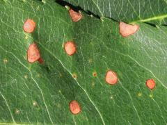 (Cherry Leaf Spot) upperside on Black Cherry (Cherry Leaf Spot) upperside on Black Cherry