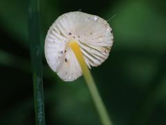 (Walnut Mycena) underside (Walnut Mycena) underside