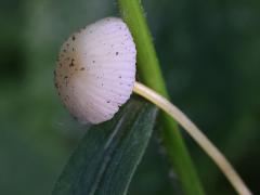 (Walnut Mycena) upperside (Walnut Mycena) upperside