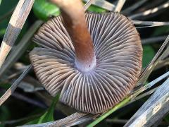 (Red Edge Brittlestem) underside (Red Edge Brittlestem) underside