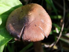 (Red Edge Brittlestem) upperside (Red Edge Brittlestem) upperside