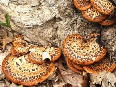 (Dryad's Saddle) trunk (Dryad's Saddle) trunk