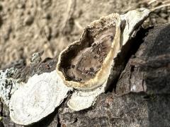 (Little Nest Polypore) side (Little Nest Polypore) side