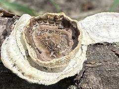 (Little Nest Polypore) top (Little Nest Polypore) top