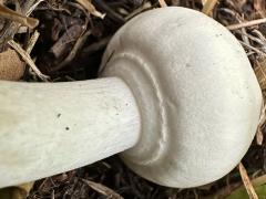 (Field Mushroom) underside closed (Field Mushroom) underside closed