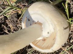 (Field Mushroom) underside opened (Field Mushroom) underside opened