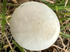 (Field Mushroom) upperside (Field Mushroom) upperside