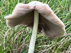 (Pale Brittlestem) lateral (Pale Brittlestem) lateral