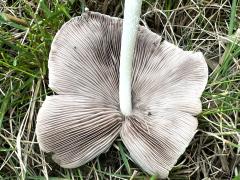 (Pale Brittlestem) underside (Pale Brittlestem) underside