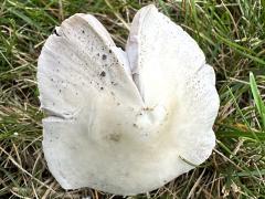 (Pale Brittlestem) upperside (Pale Brittlestem) upperside