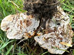 (Ganoderma Bracket) underside (Ganoderma Bracket) underside