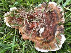 (Ganoderma Bracket) upperside (Ganoderma Bracket) upperside