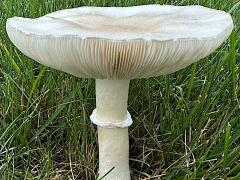 (White Dapperling) lateral (White Dapperling) lateral