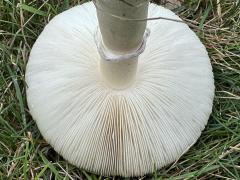 (White Dapperling) underside (White Dapperling) underside