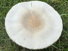 (White Dapperling) upperside (White Dapperling) upperside