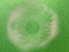 (White Dapperling) white spore print (White Dapperling) white spore print