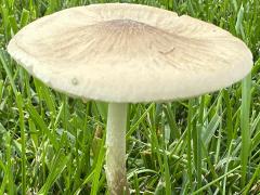 (Deer Mushroom) lateral (Deer Mushroom) lateral
