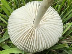 (Deer Mushroom) underside (Deer Mushroom) underside