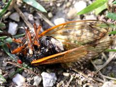 (Flying Saltshaker Fungus) on Dwarf Periodical Cicada (Flying Saltshaker Fungus) on Dwarf Periodical Cicada