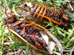 (Icing Sugar Fungus) on Pharaoh Periodical Cicada (Icing Sugar Fungus) on Pharaoh Periodical Cicada