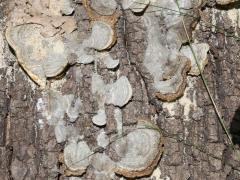 (Hairy Bracket) log (Hairy Bracket) log