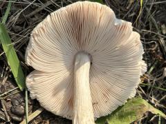 (Deer Mushroom) underside (Deer Mushroom) underside