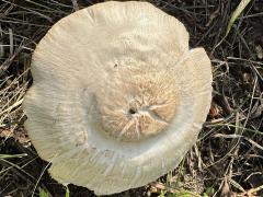(Deer Mushroom) upperside (Deer Mushroom) upperside