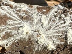 (Basidiomycete Fungus) mycelium (Basidiomycete Fungus) mycelium