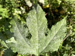 (Ambrosiae Powdery Mildew) on Giant Ragweed (Ambrosiae Powdery Mildew) on Giant Ragweed