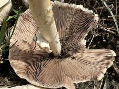 (Pale Brittlestem) underside (Pale Brittlestem) underside