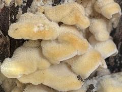 (Stinking Orange Oyster) on log (Stinking Orange Oyster) on log
