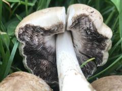 (Coprinopsis Inkcap) underside (Coprinopsis Inkcap) underside